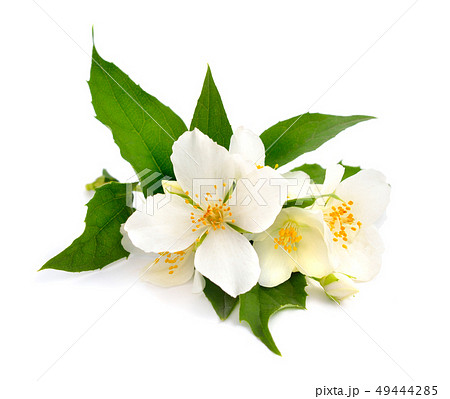 Flowers of a jasmine 49444285