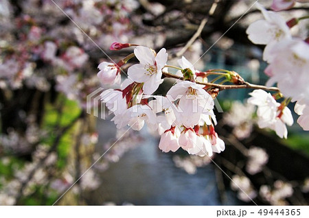 大阪府八尾市の玉串川周辺の桜の風景。 49444365