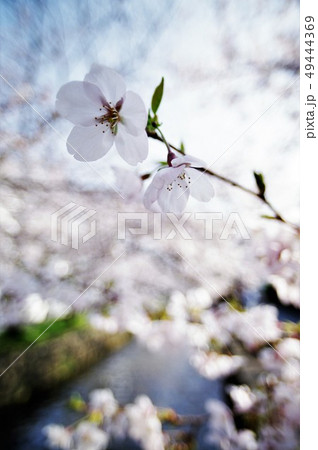 大阪府八尾市の玉串川周辺の桜の風景。 49444369