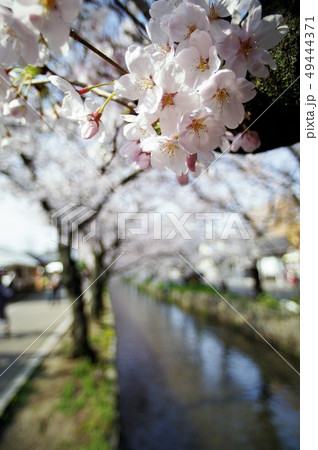 大阪府八尾市の玉串川周辺の桜の風景。 49444371