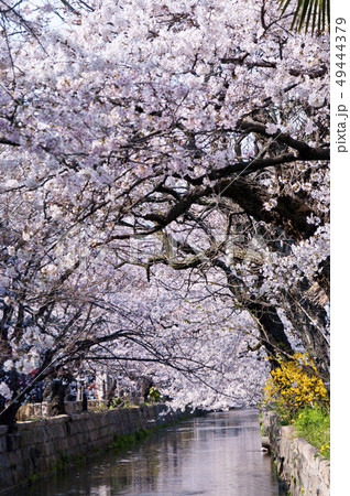 大阪府八尾市の玉串川周辺の桜の風景。 49444379