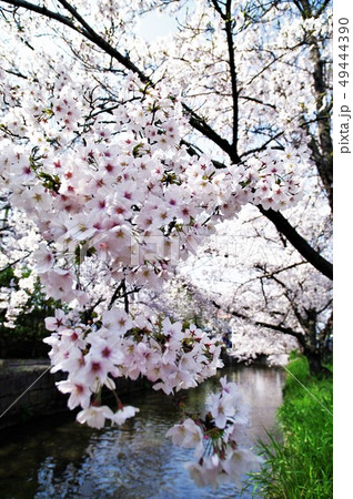 大阪府八尾市の玉串川周辺の桜の風景。 49444390