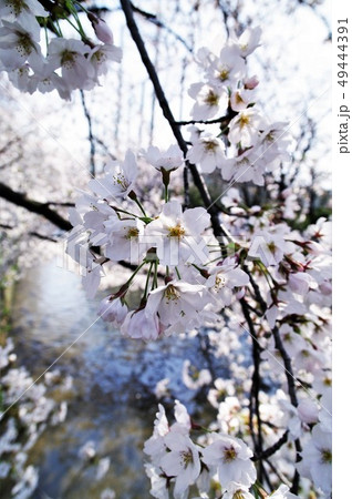 大阪府八尾市の玉串川周辺の桜の風景。 大阪府八尾市の玉串川周辺の桜の風景。 49444391