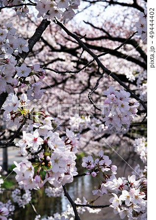 大阪府八尾市の玉串川周辺の桜の風景。 49444402