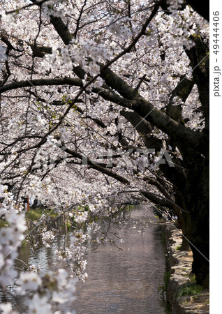 大阪府八尾市の玉串川周辺の桜の風景。 大阪府八尾市の玉串川周辺の桜の風景。 49444406