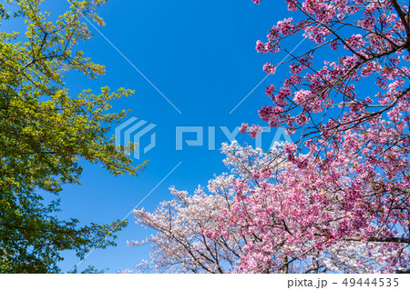 春の陽光に輝く緋寒桜と染井吉野 春の陽光に輝く緋寒桜と染井吉野 49444535
