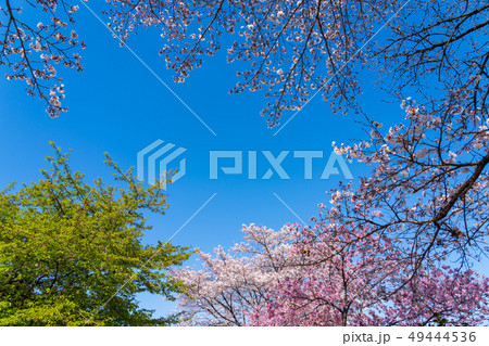 春の陽光に輝く緋寒桜と染井吉野 49444536