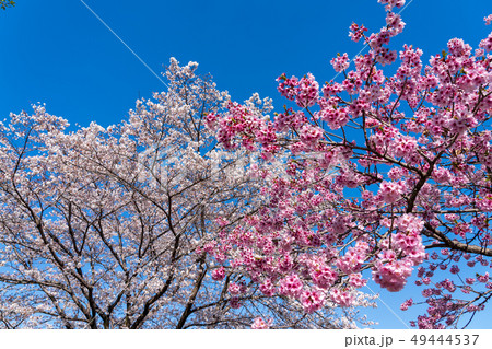 春の陽光に輝く緋寒桜と染井吉野 49444537