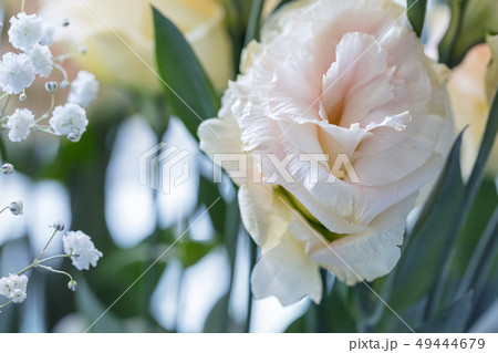 Beautiful and gentle pink Eustoma flower 49444679