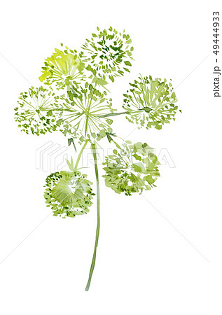 透明水彩 水彩画 花 49444933