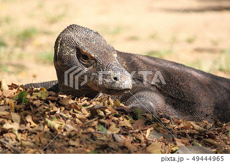 インドネシア　フローレス島のコモドドラゴン 49444965
