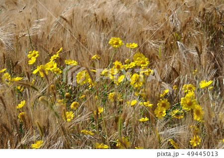 Golden daisy in a field Golden daisy in a field 49445013