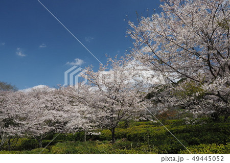 岳ノ木場公園（長崎県大村市） 49445052