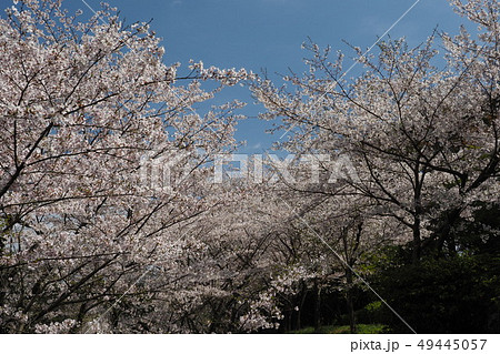 岳ノ木場公園（長崎県大村市） 49445057