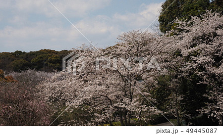 岳ノ木場公園(長崎県大村市) 岳ノ木場公園(長崎県大村市) 49445087