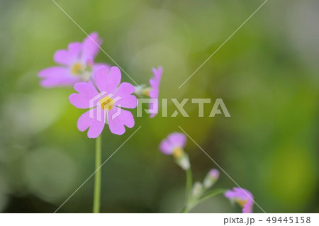 サクラ草 49445158