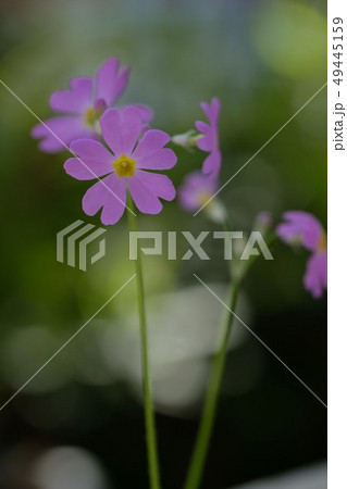 サクラ草 サクラ草 49445159