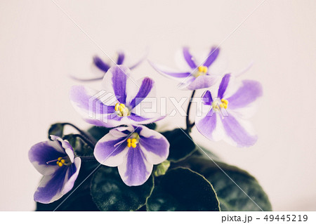 Violet flower with striped petals on white background. Violet flower with striped petals on white background. 49445219