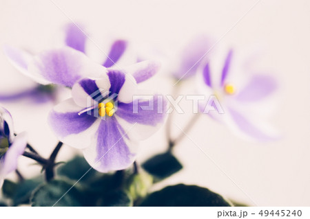 Violet flower with striped petals on white background. Violet flower with striped petals on white background. 49445240