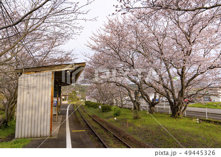 佐賀県 浦ノ崎駅の桜の写真素材 佐賀県 浦ノ崎駅の桜の写真素材