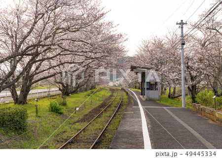 [佐賀県]浦ノ崎駅の桜 49445334