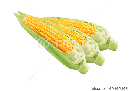 Corn on white background isolated Corn on white background isolated 49446493