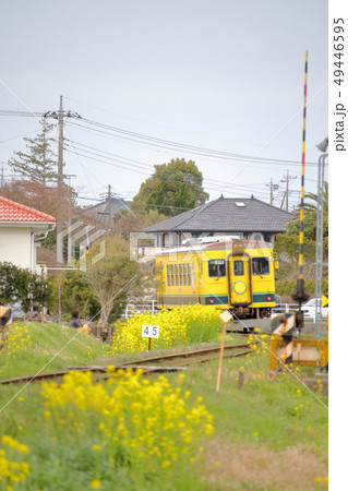 新田野駅 菜の花畑と黄色い列車 撮影協力:千葉県いすみ市、クラブツーリズム株式会社 新田野駅 菜の花畑と黄色い列車 撮影協力:千葉県いすみ市、クラブツーリズム株式会社 49446595