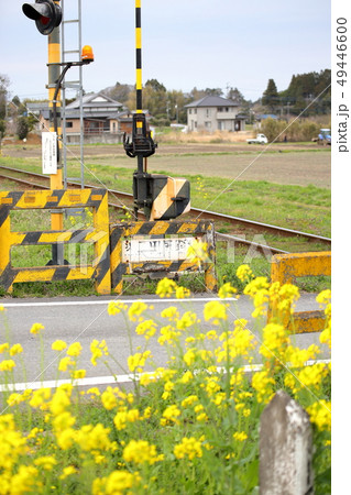 新田野駅横の踏切と菜の花 撮影協力:千葉県いすみ市、クラブツーリズム株式会社 新田野駅横の踏切と菜の花 撮影協力:千葉県いすみ市、クラブツーリズム株式会社 49446600