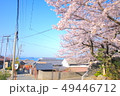 瀬戸内海と桜 49446712
