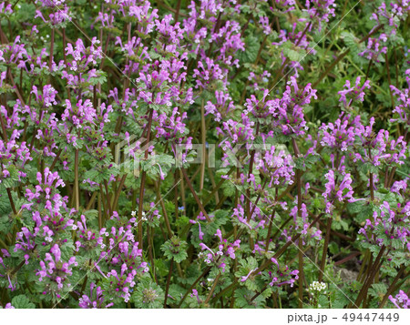 ホトケノザ 49447449