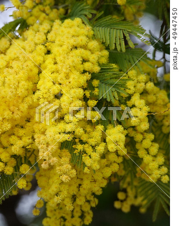 フサアカシア 49447450