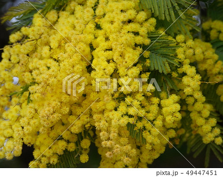 フサアカシア 49447451