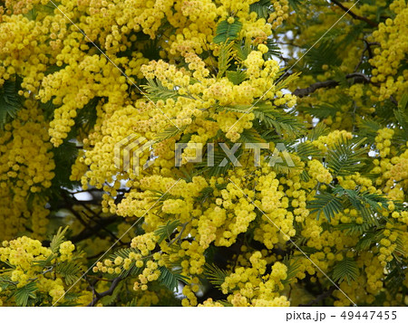 フサアカシア 49447455