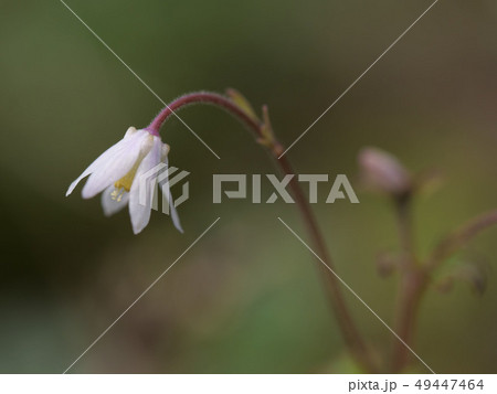 ヒメウズ 49447464