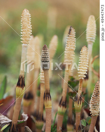 ツクシ 49447473