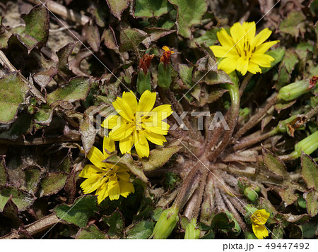 コオニタビラコ 49447492