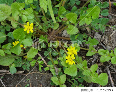 コオニタビラコ 49447493