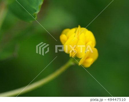 ウマゴヤシ 49447510