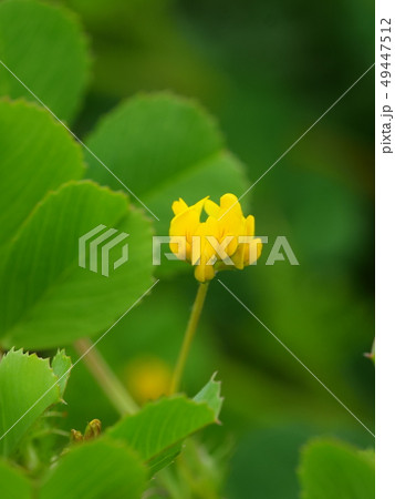 ウマゴヤシ 49447512