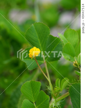 ウマゴヤシ 49447514