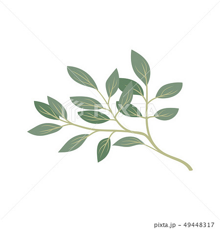 Cartoon tree branch on white background. Flora concept. 49448317
