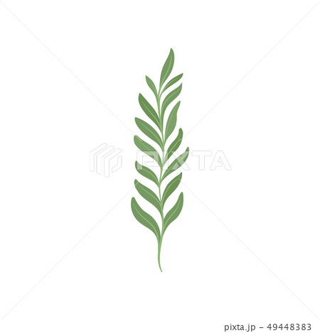 Young branch with green foliage. Trees and shrubs. 49448383