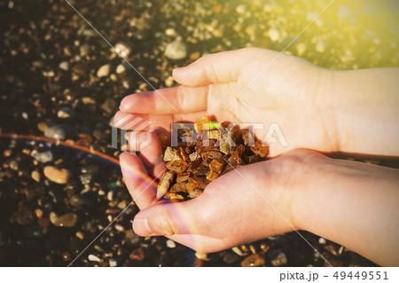 Some pieces of amber found on the Baltic seashore 49449551