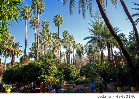 モロッコマラケシュのマジョレル庭園 49450146