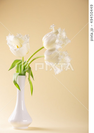 Three beautiful white tulips in an elegant vase 49450449