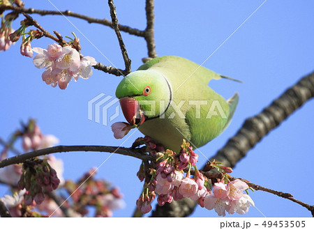 桜の花を食べる野生のワカケホンセイインコのオス 49453505
