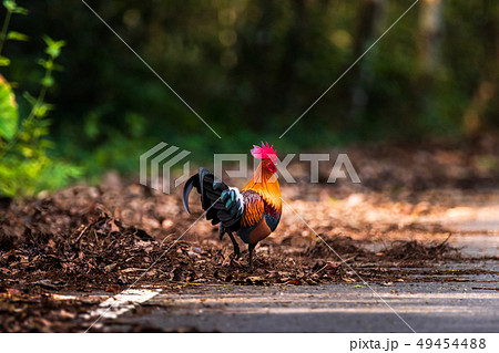 The Red Jungle fowl of Nature in Thailand 49454488