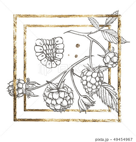 Hand drawn raspberry set isolated on white background. Retro sketch style graphic illustration. Gold Hand drawn raspberry set isolated on white background. Retro sketch style graphic illustration. Gold 49454967
