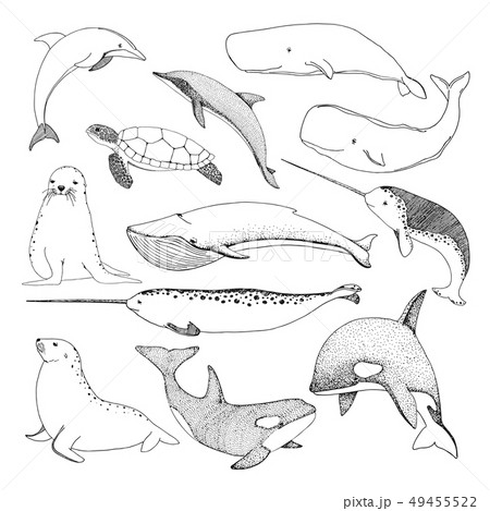 Sketch various sea creatures. Sketch various sea creatures. 49455522