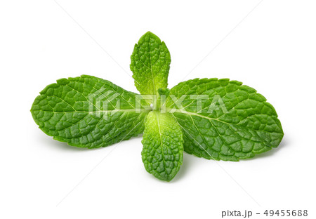 Fresh mint 49455688